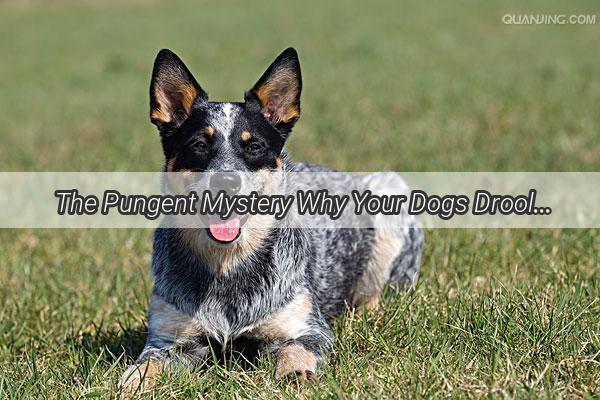 The Pungent Mystery Why Your Dogs Drool Smells So Bad